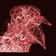 Credit: Scott Echols, Scarlet Imaging and the Grey Parrot Anatomy Project